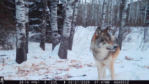 Final Week of Wolf Baiting!!