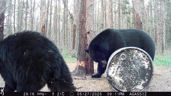 2026 Manitoba Spring Black Bear Season 