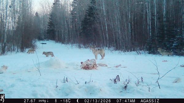 Wolf Baits Very Active!!