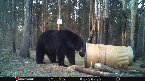 The Start to Spring Bear Season 2026!!