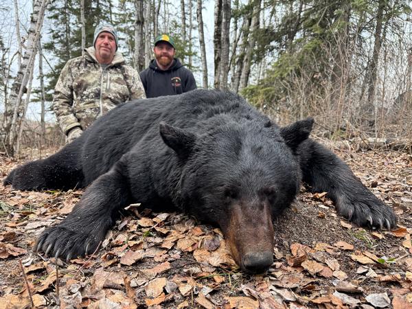 First Bear of the 2026 Manitoba Spring Season!!