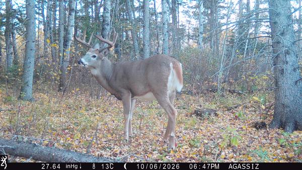 The work never stops - Whitetail 2026!