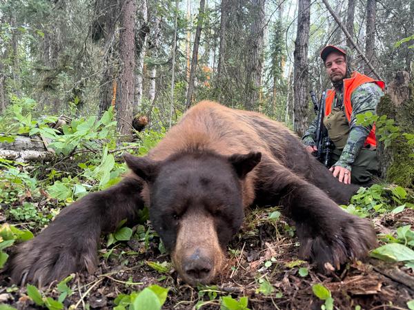 Second Week of Fall Bear Does Not Disappoint!