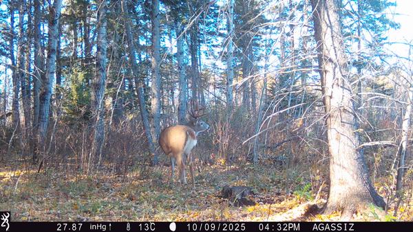 2025 Manitoba Whitetail Season