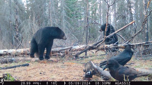 Manitoba 2025 Spring Black Bear Season Can’t Be Here Soon Enough!