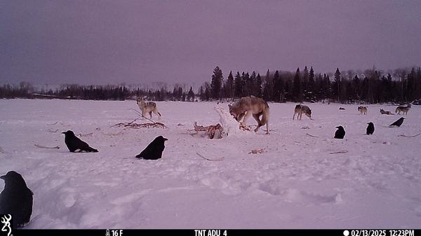 Manitoba Wolf Season 2025