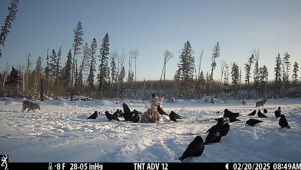Manitoba Winter Wolf Hunting 2025