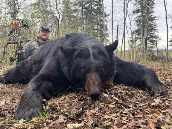 Manitoba Spring Black Bear Season 2025 Going Strong 