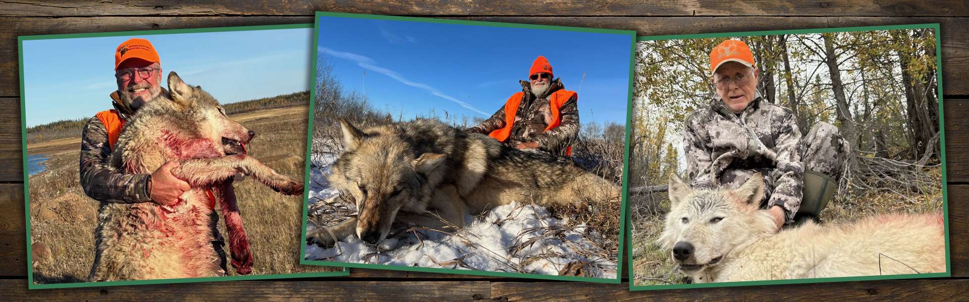 Manitoba Wolf Hunts Manitoba Wolf Hunts