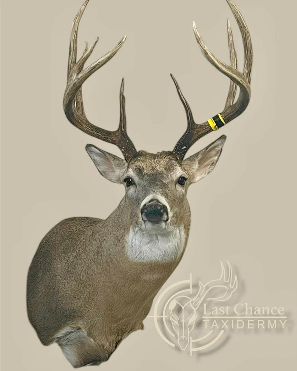 Agassiz Outfitters Taxidermist 