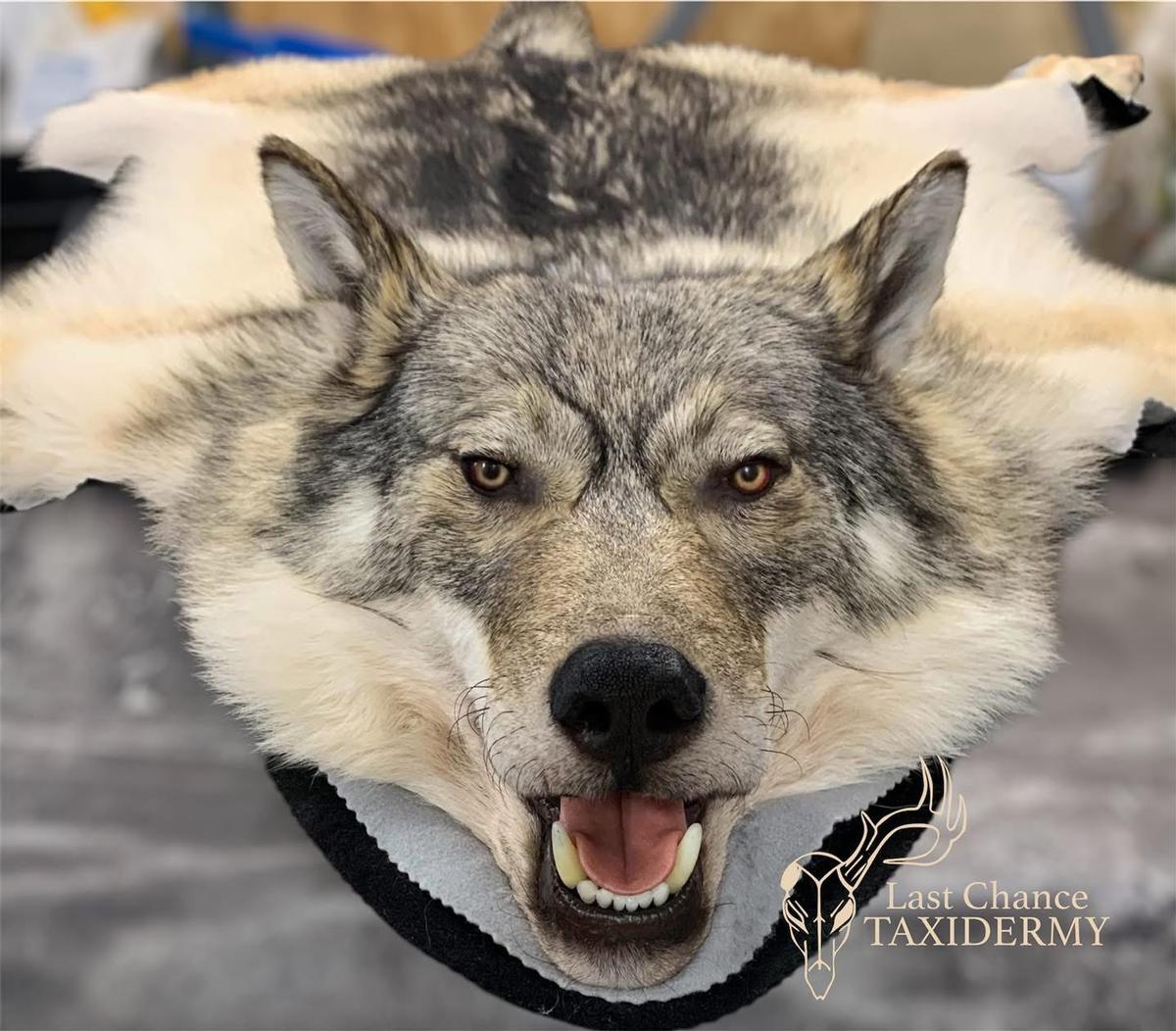 Agassiz Outfitters Taxidermist 